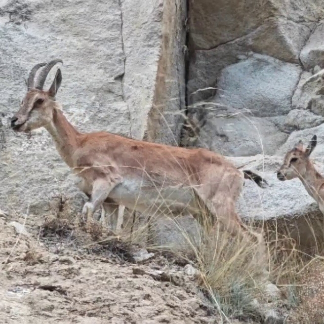 Uzundere'de dağ keçileri görüntülendi