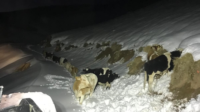 Hakkari'de 3 günlük kurtarma operasyonunda mutlu son: Binmizit yaylasındaki hayvanlar kurtarıldı