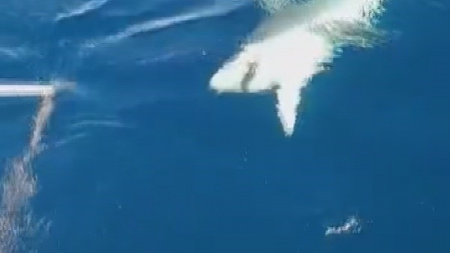 Amatör balıkçılar köpek balığından 1 saat süren mücadeleyle kurtuldu, o anlar kamareya yansıdı
Amatör balıkçı Ufuk Ekizoğlu:
"Yüzeye getirdiğimizde köpek balığının çok büyük olduğunu fark ettik ve bu durum da korkutucuydu"