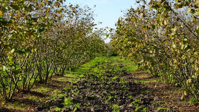 Zirai don, Samsun'u fındık üretiminde zirveye taşıdı
Zirai don, fındıkta dengeleri değiştirdi: Samsun tarihinde ilk kez Ordu'yu geçti