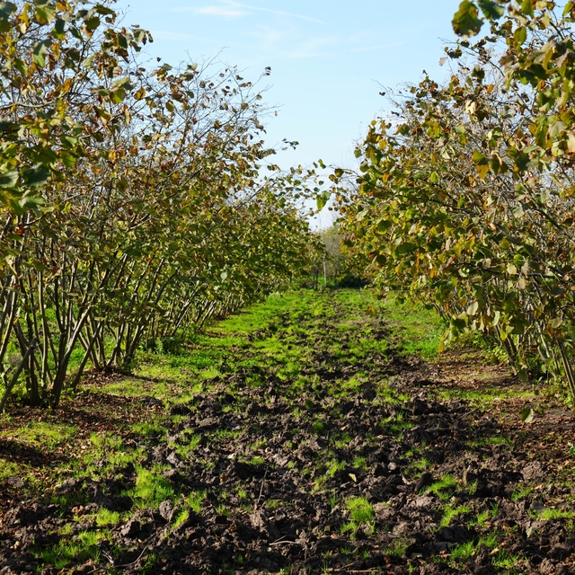Zirai don, Samsun'u fındık üretiminde zirveye taşıdı
Zirai don, fındıkta de...