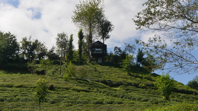 İki kardeşin hayali gerçek oldu; atık malzemeden manzaralı ağaç ev yaptılar