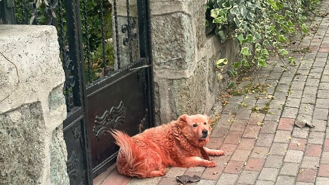 Boyalı köpekler merak uyandırdı
Sosyal medyadaki "renkli köpek" endişesine yanıt