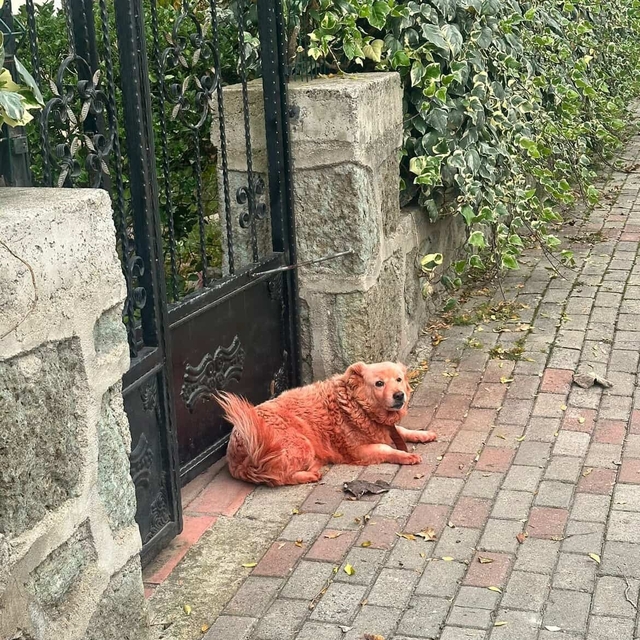 Boyalı köpekler merak uyandırdı
Sosyal medyadaki "renkli köpek" endişesine...