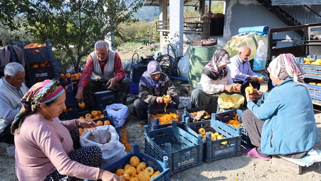 Adana'nın hurmalı köyü, açık fabrikaya dönüştü
Köyde 7'den 70'e herkes, imece usulüyle hasat ve hurma kurutma işlemlerini gerçekleştirerek, cennet hurması sezonunda mahalleyi adeta açık hava fabrikasına dönüştürdü