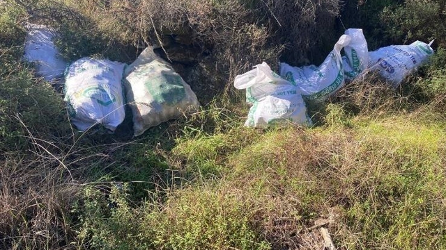 Çaldıkları çam fıstıklarını otların arasına sakladılar