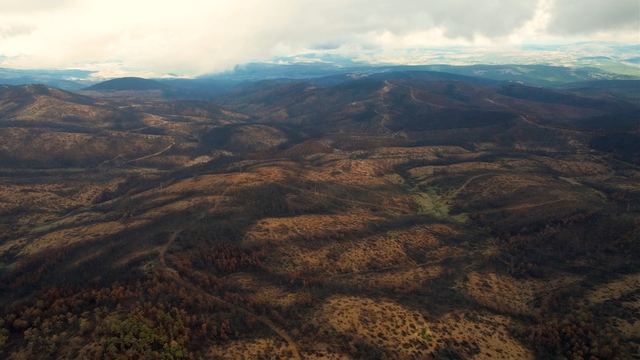 953 hektar kül oldu, Bursa'yı yeniden yeşertecek 300 bin fidan için ilk adım atıldı