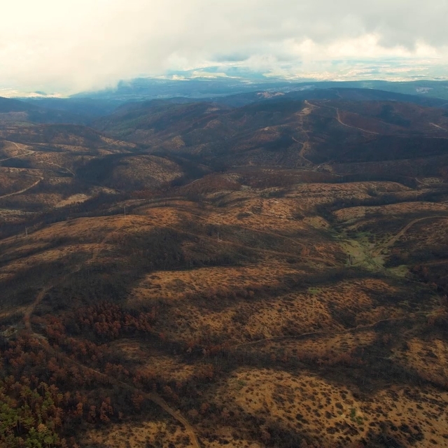 953 hektar kül oldu, Bursa'yı yeniden yeşertecek 300 bin fidan için ilk adı...
