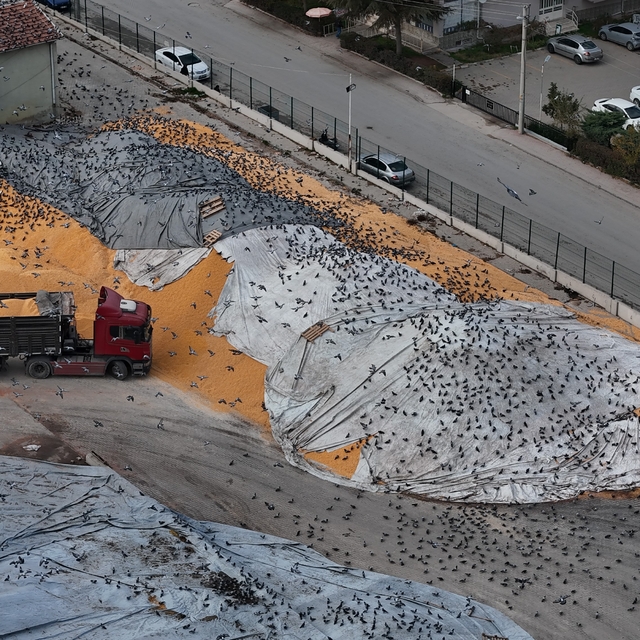 Güvercinler için adeta açık büfe
Yüzlerce güvercin açık alandaki hububat yı...
