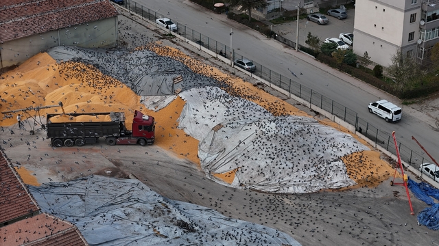 Güvercinler için adeta açık büfe
Yüzlerce güvercin açık alandaki hububat yığınlarında karınlarını doyuruyor
Senkronize hareketleri dron ile görüntülenen, nasibinin peşinde kanat çırpan güvercinler güzel görüntüler oluşturdu