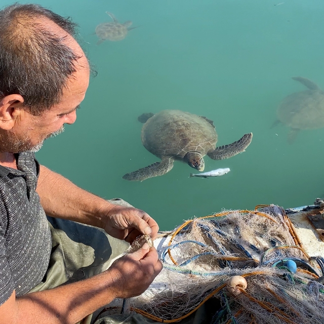 Balıkçıların dostu: Göç etmeyen caretta carettalar limanı mesken tuttu
