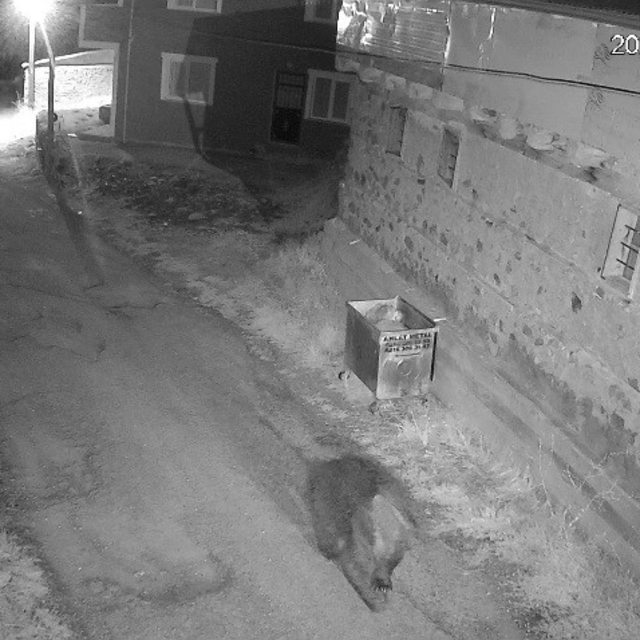 Yemek artıkları ayıların uyku düzenin bozdu, ayılar yerleşim yerlerine dada...