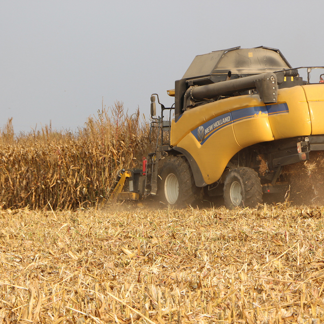 Mardin Ovası'nda mısır hasadı başladı; 2 milyon ton rekolte bekleniyor