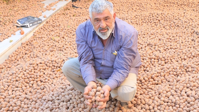 Ceviz üretimiyle Avrupa'daki maaşından daha çok kazanıyor
Fransa'dan kesin dönüş yapan gurbetçi memleketinde ceviz üretimine başladı