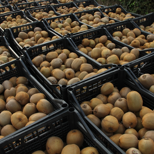 Kivide 13 bin 800 ton hasat