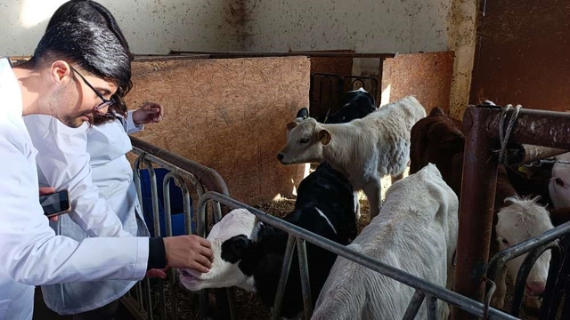 Üniversite öğrencileri Van'da sertifikalı sığır yetiştiriciliği eğitimine katıldı