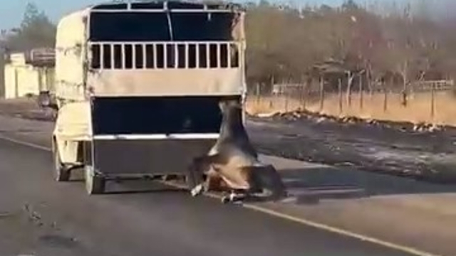 Kamyonetin arkasına bağlanan at yola düşüp sürüklendi: O anlar kamerada
