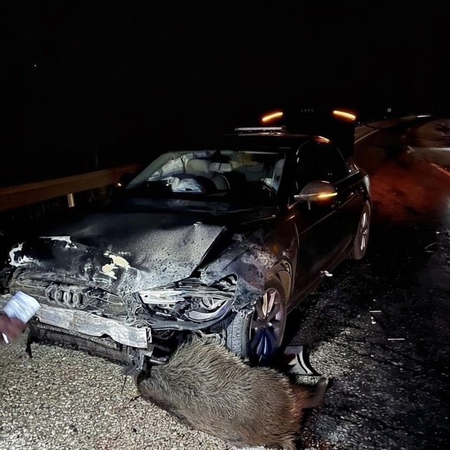 Sinop Belediye Başkanı Gürbüz'ün makam aracı domuz sürüsüne çarptı