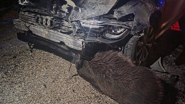 Sinop Belediye Başkanı'nın makam aracı domuz sürüsüne çarptı: Başkan kazayı yara almadan atlattı