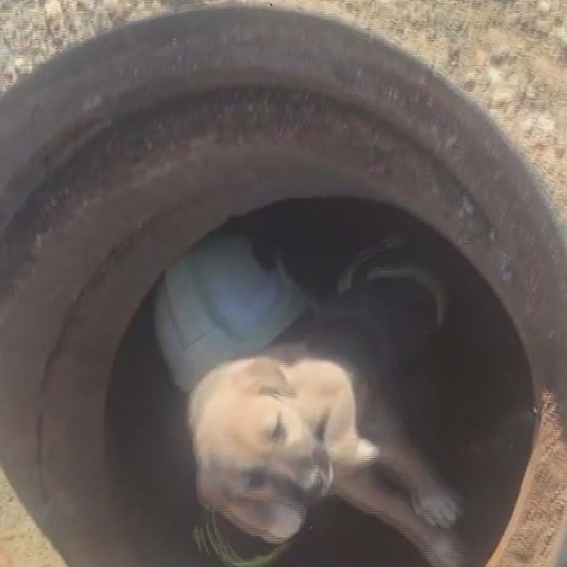 Hatay'da 6 metrelik çukurda mahsur kalan yavru köpeği itfaiye kurtardı