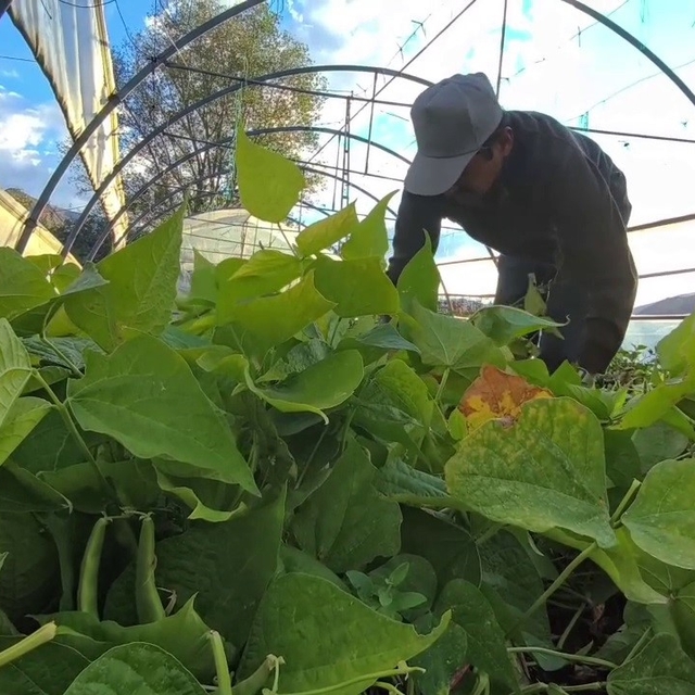 Ünlü şeflerin vazgeçilmez lezzeti: İspir Fasulyesi dünyayı fethediyor