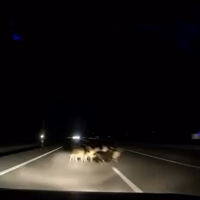 Tokat'ta otomobil sürüye çarptı: 12 koyun telef oldu