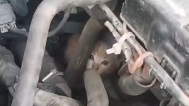 4 yavru kedinin dolmuş motorundaki yolculuğu Hopa'da son buldu
Minibüsün motor bölümündeki yavru kediler itfaiye ekipleri tarafından bulundukları yerden çıkartıldı