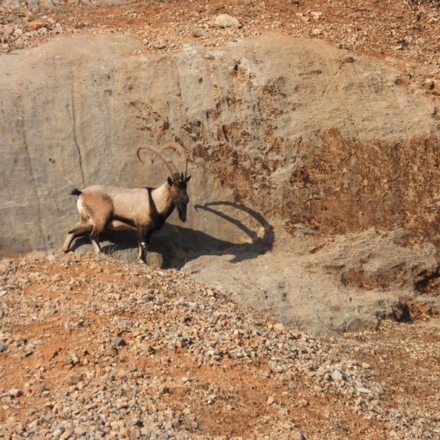 Malatya'da dağ keçileri görüntülendi