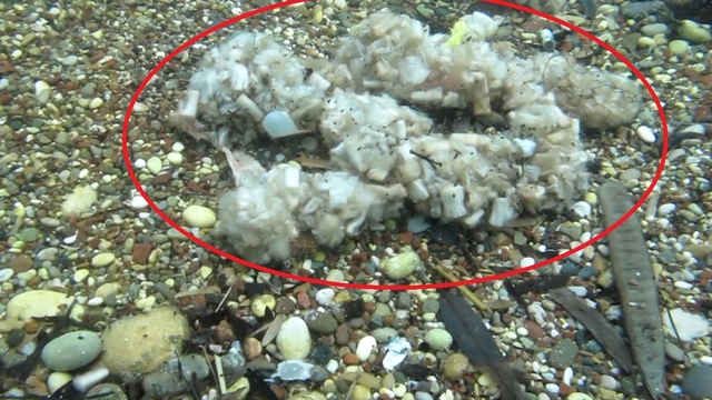 Sigara izmaritleri denizde pamuk tarlasına dönüştü
Akdeniz Üniversitesi Su Ürünleri Fakültesi'nden Prof. Dr. Mehmet Gökoğlu:
"İlk yağmurlarla beraber asfalt üzerindeki şehrin bütün pisliği denize ulaştı. Dereler ve su yataklarına atılmış olan çöpler denize indi. Su altında bunları görmeye başladık"
"Derelerin denize döküleceği alanlarda kamış ve sazlıkları kesmememiz lazım. Çünkü bunlar doğal filtreleme yapıyor"
"Kaybedecek zamanımız kalmadı. Bu berbat durumdan silkinmemiz lazım"