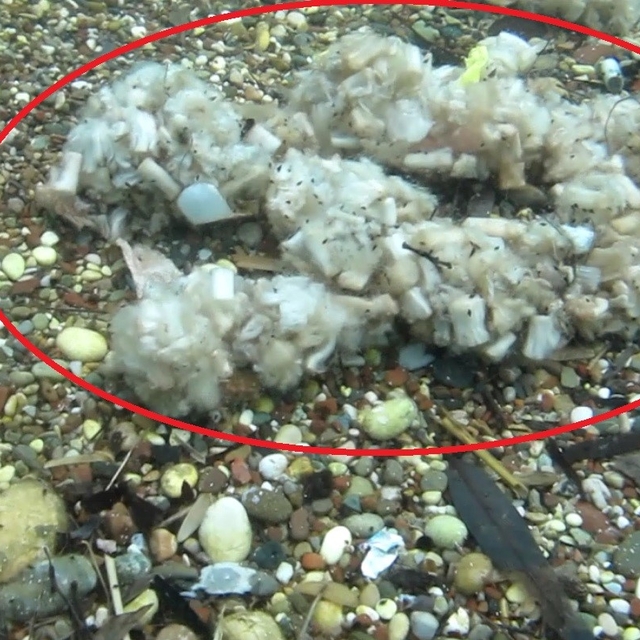 Sigara izmaritleri denizde pamuk tarlasına dönüştü
Akdeniz Üniversitesi Su...