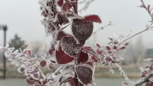 Göle eksi 13 derece, ağaçlar kırağı tuttu