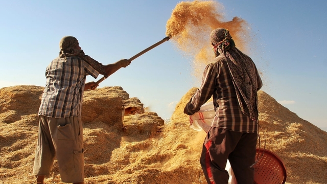 Tarım-GFE yıllık yüzde 34,60 arttı