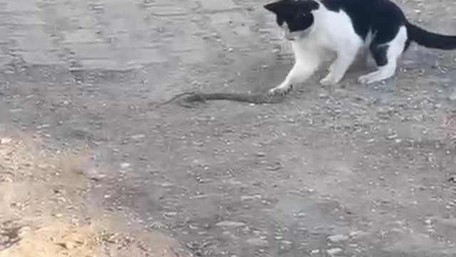 Fareyle oynar gibi yılanla oynadı, ağzıyla kapıp uzaklaştı