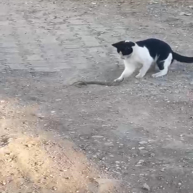 Fareyle oynar gibi yılanla oynadı, ağzıyla kapıp uzaklaştı