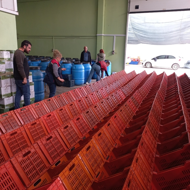 Didim'de organik zeytin ve zeytinyağı üretim alanları denetlendi