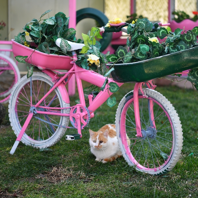 Kedi Bakım Evi örnek hizmet sunuyor