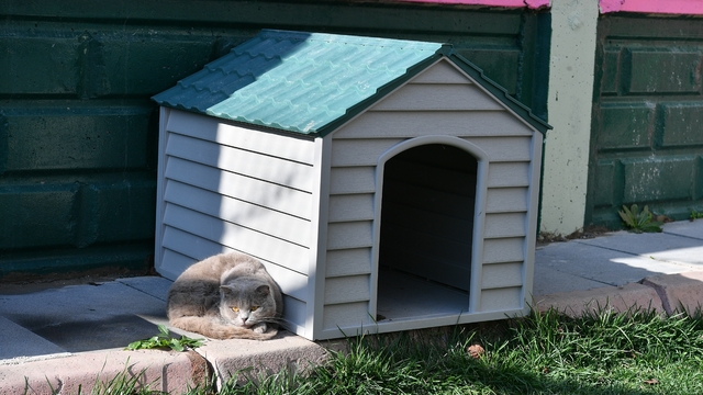 Kayseri Büyükşehir Belediyesi sokak kedilerinin ihtiyaçlarını karşılıyor