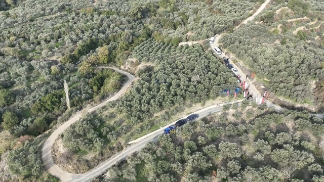 Hatay'da zeytin hasadına başlandı; 201 bin ton rekolte bekleniyor