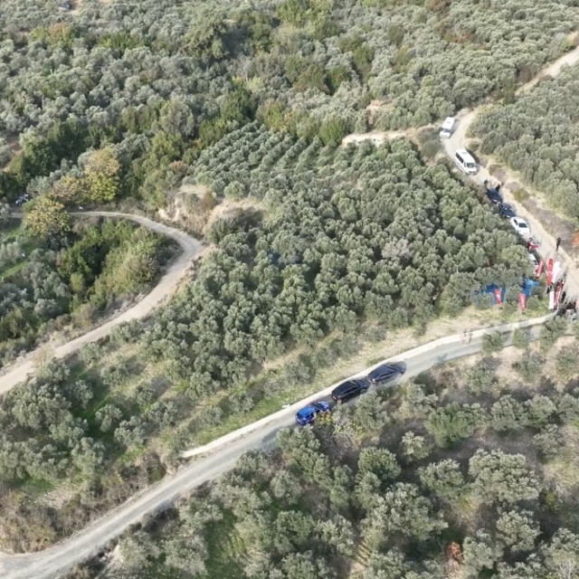 Hatay'da zeytin hasadına başlandı; 201 bin ton rekolte bekleniyor