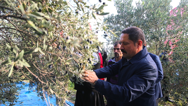 Hatay'da 201 bin ton zeytin rekoltesi bekleniyor