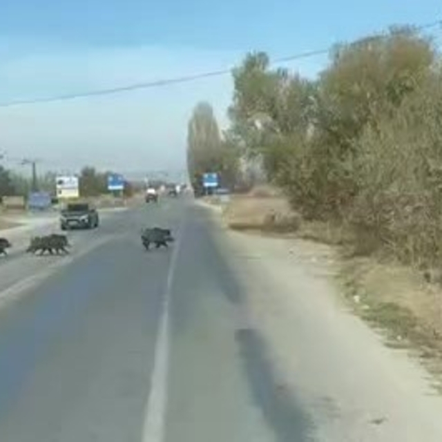 Beyşehir'de kara yoluna çıkan yaban domuzu sürüsü böyle görüntülendi