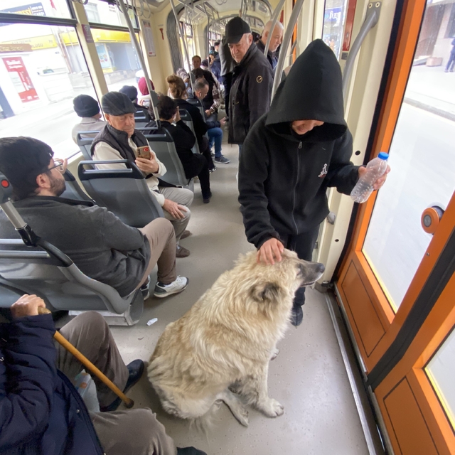 Tramvaya binen sevimli köpek ilgi odağı oldu
Köpeği seven küçük çocuk gören...