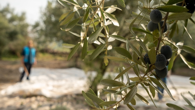 Denetimli Serbestlik Yükümlülerine anlamlı görev
Denetimli Serbestlik Kurumu eğitime destek olmaya devam ediyor
Yükümlüler kolları sıvadı, okul bahçesindeki zeytinleri eğitime katkı için topladı