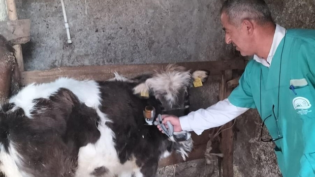 Beyşehir'de şap aşısı seferberliği