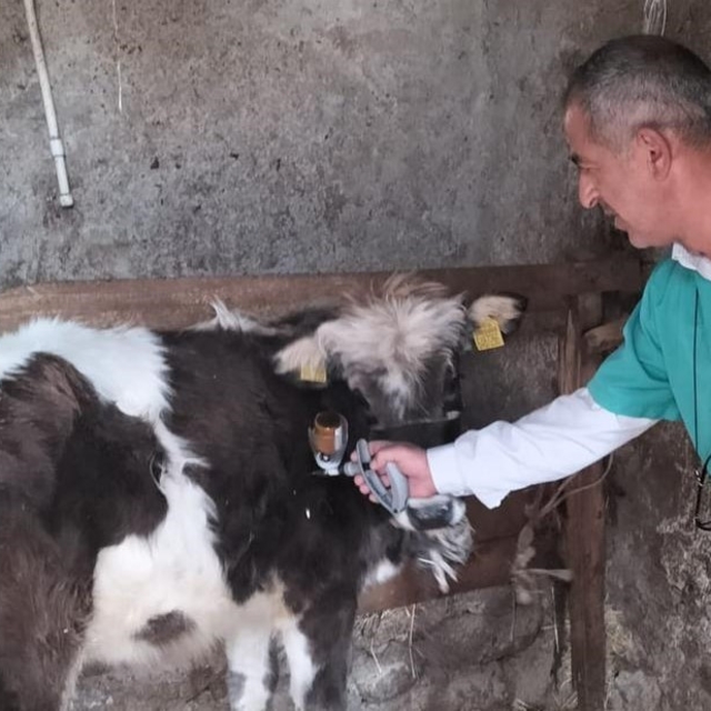 Beyşehir'de şap aşısı seferberliği