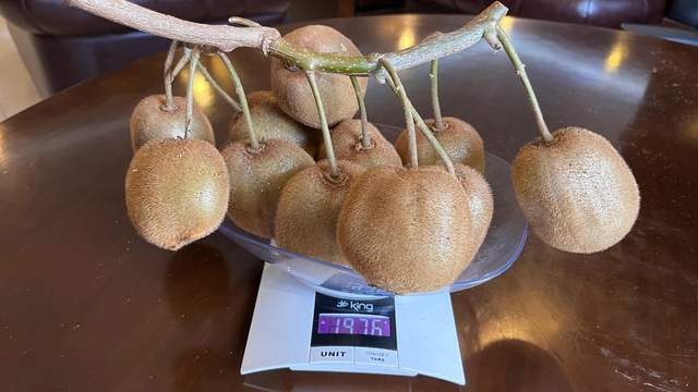 Çarşamba'da 180 gramlık kivi tescillendi