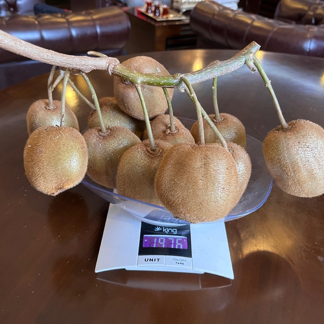 Çarşamba'da 180 gramlık kivi tescillendi