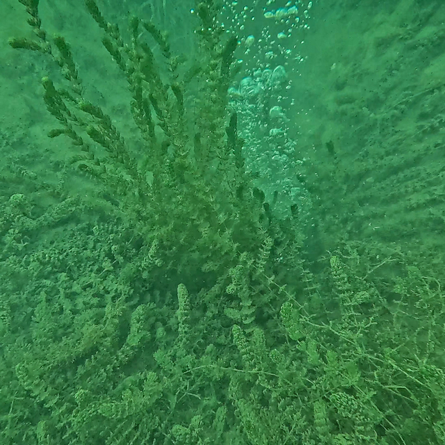 Sapanca Gölü'ndeki kabarcıklar endişeye yol açtı; uzmanı nedenini açıkladı...