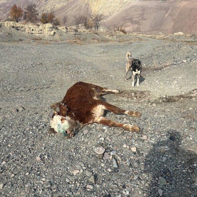 Erzincan'da tehlikeli sorumsuzluk: Şaplı hayvanlar meraya atıldı