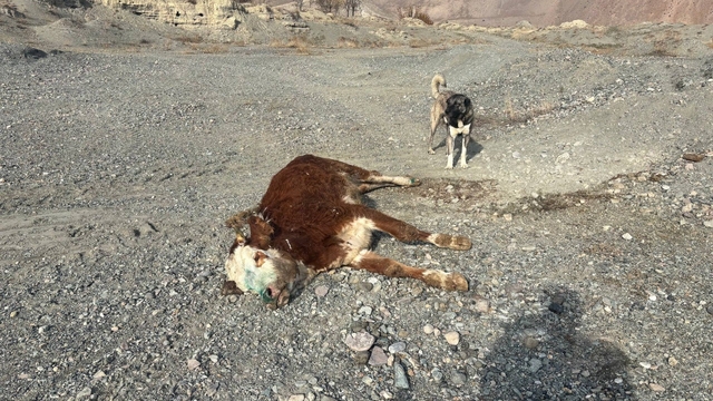 Erzincan'da tehlikeli sorumsuzluk: Şaplı hayvanlar meraya atıldı